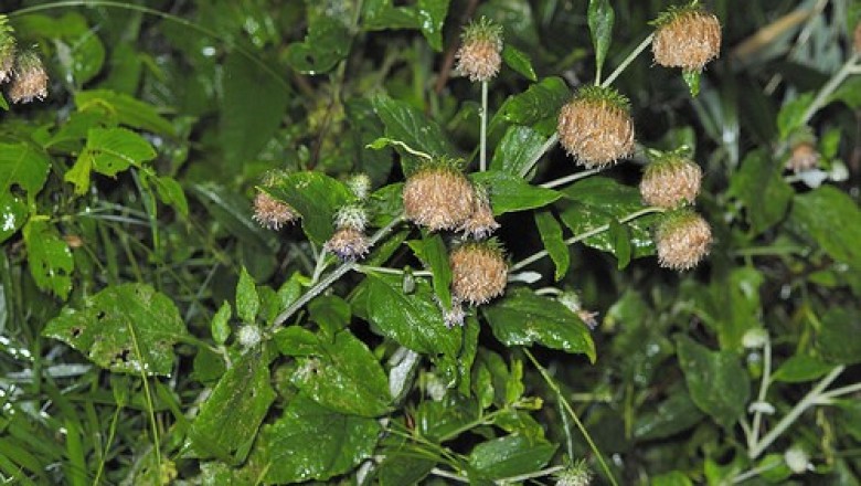Cây Uy linh tiên lá lông. Saussurea deltoidea - Cây Thuốc Nam Quanh Ta